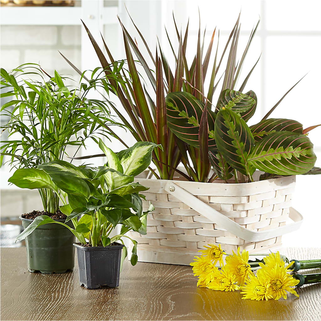 Florist Designed Blooming and Green Plants in a Basket – Floral Creations, Mcadoo PA