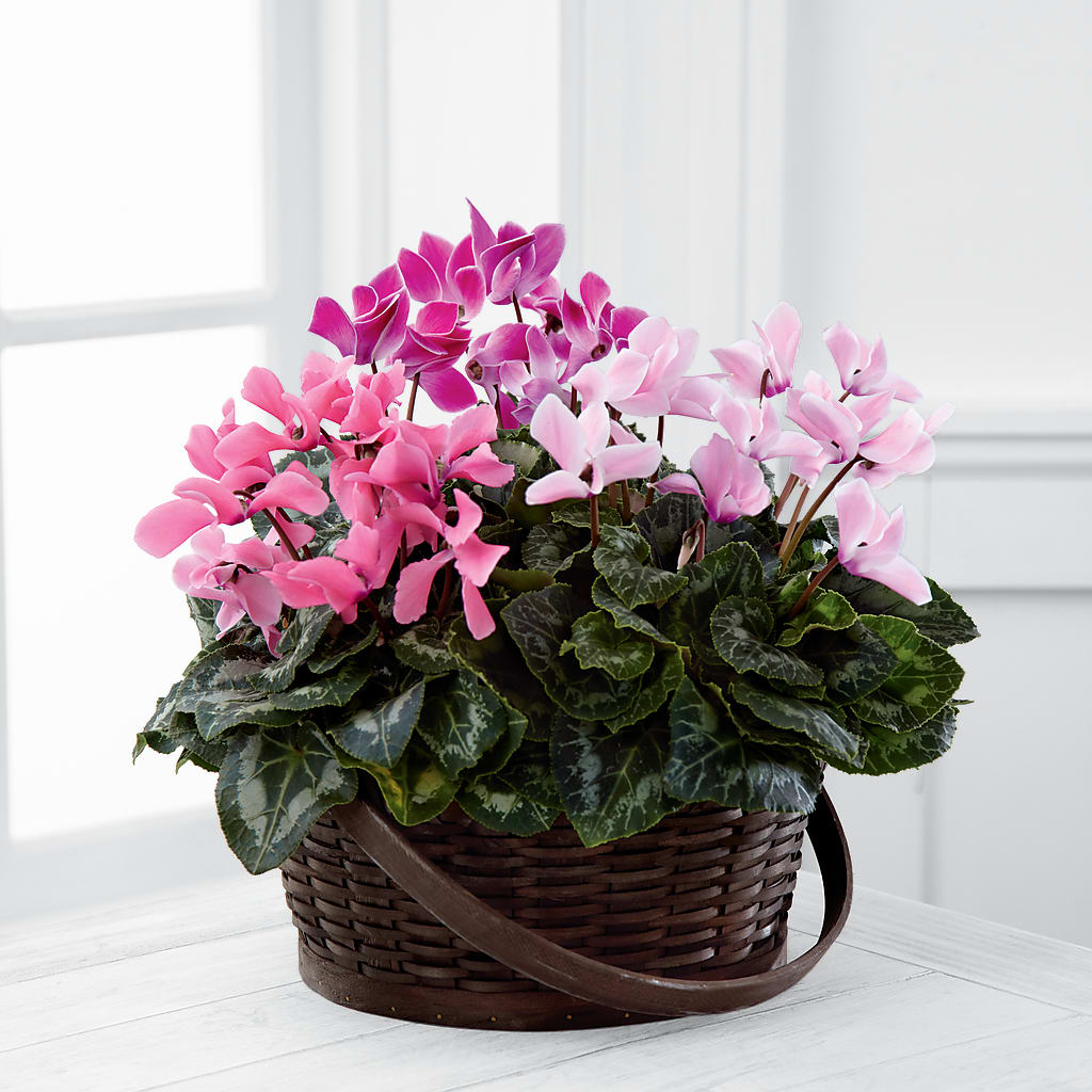 Mixed Cyclamen Planter – Floral Creations, Mcadoo PA