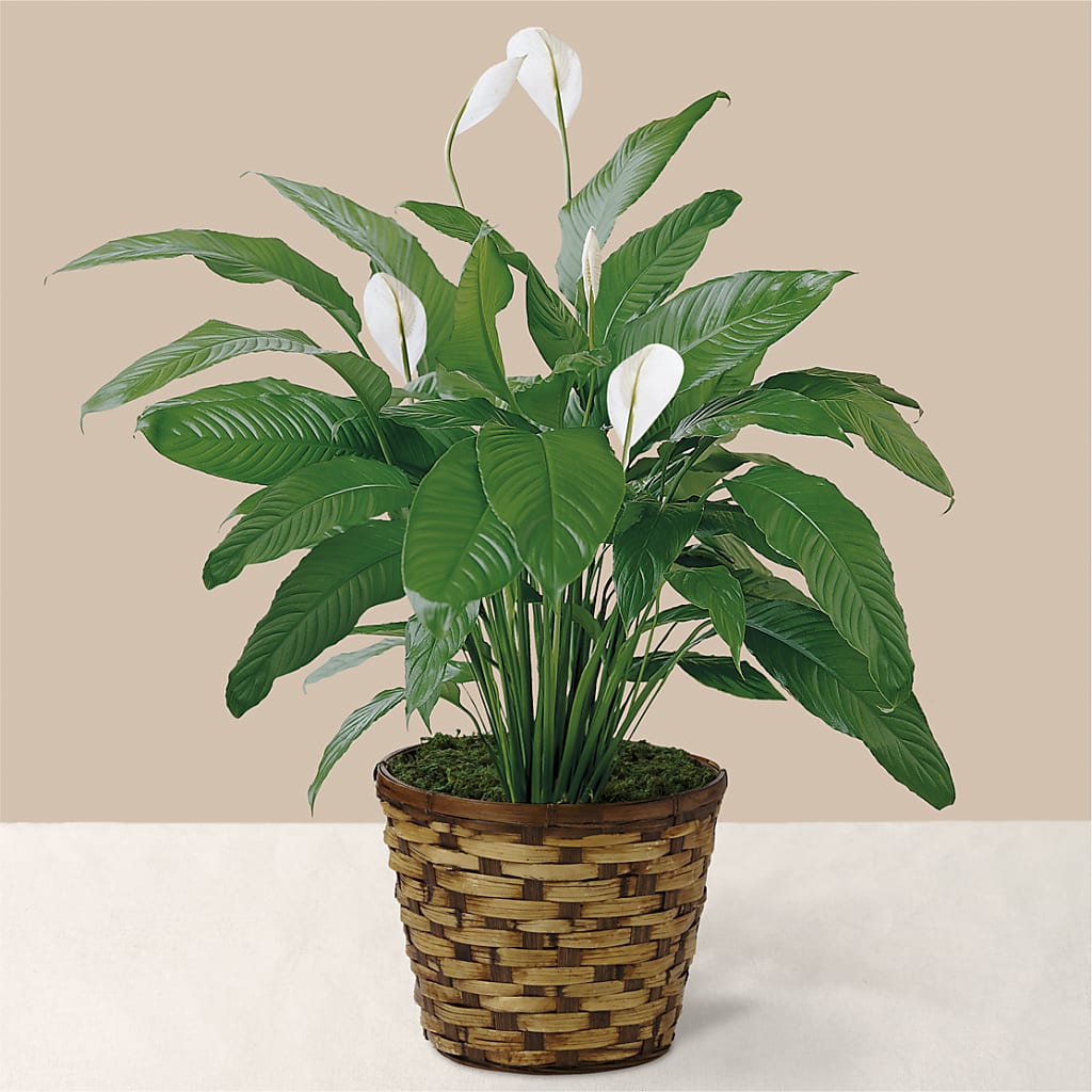 Tranquil Moments Peace Lily Plant – Floral Creations, Mcadoo PA