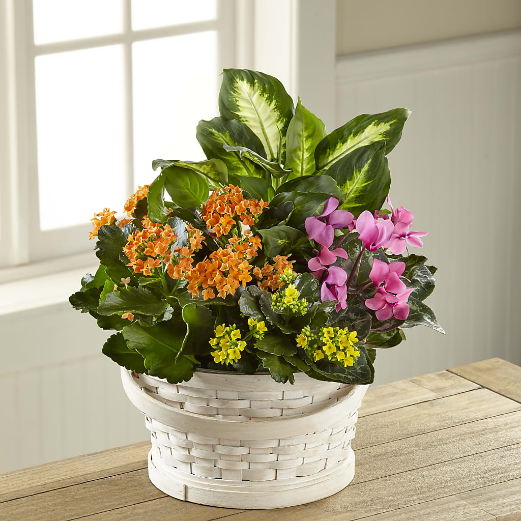 Color Crush Dishgarden – Floral Creations, Mcadoo PA