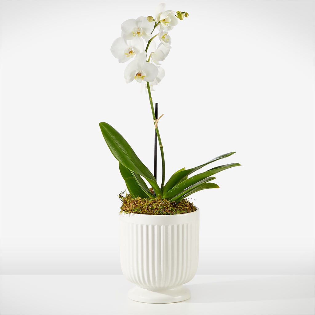 Whispering White Orchid – Floral Creations, Mcadoo PA