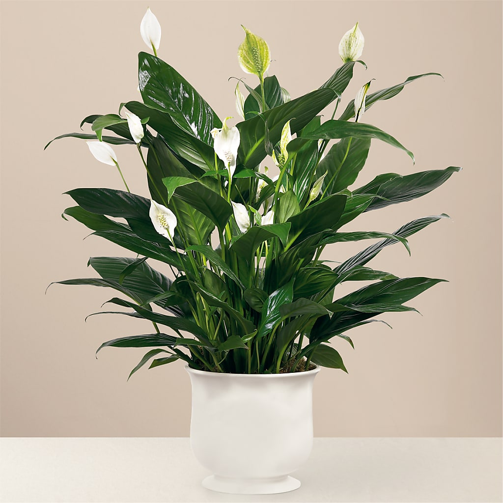 Comfort Planter – Floral Creations, Mcadoo PA