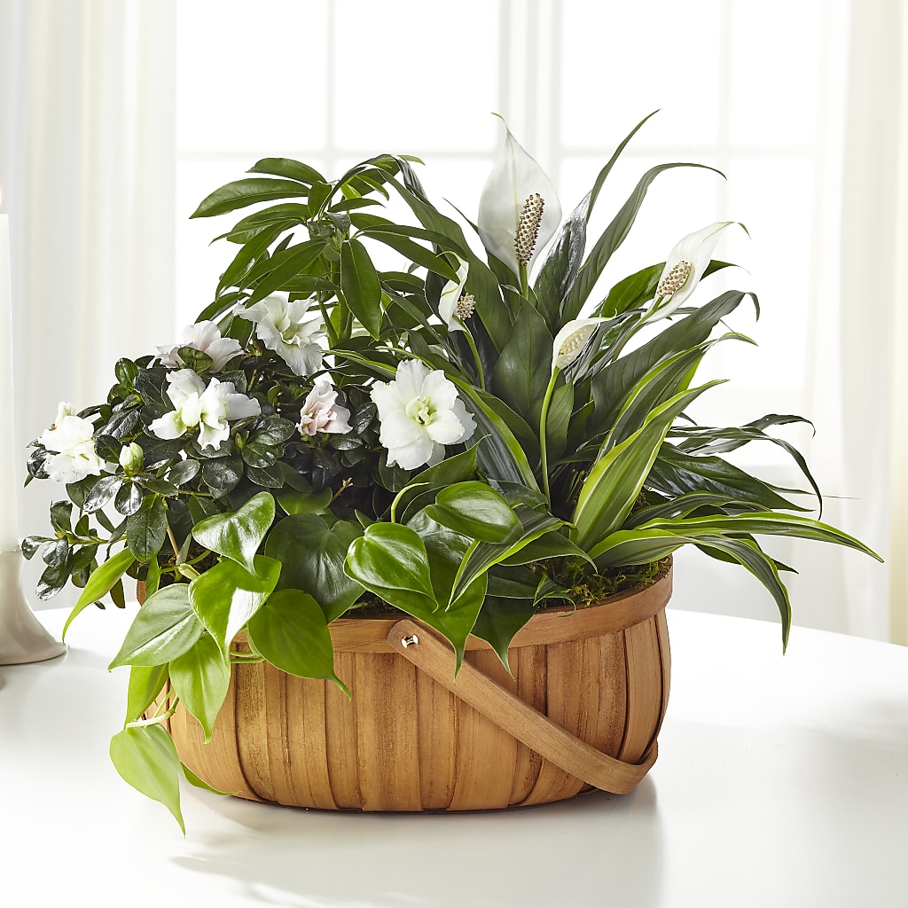 Serene Dishgarden – Floral Creations, Mcadoo PA