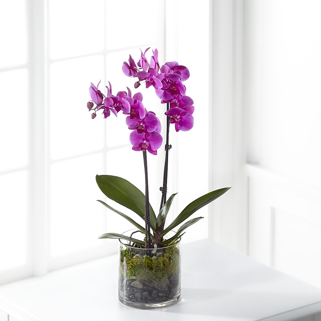 Pink Orchid Plant – Floral Creations, Mcadoo PA