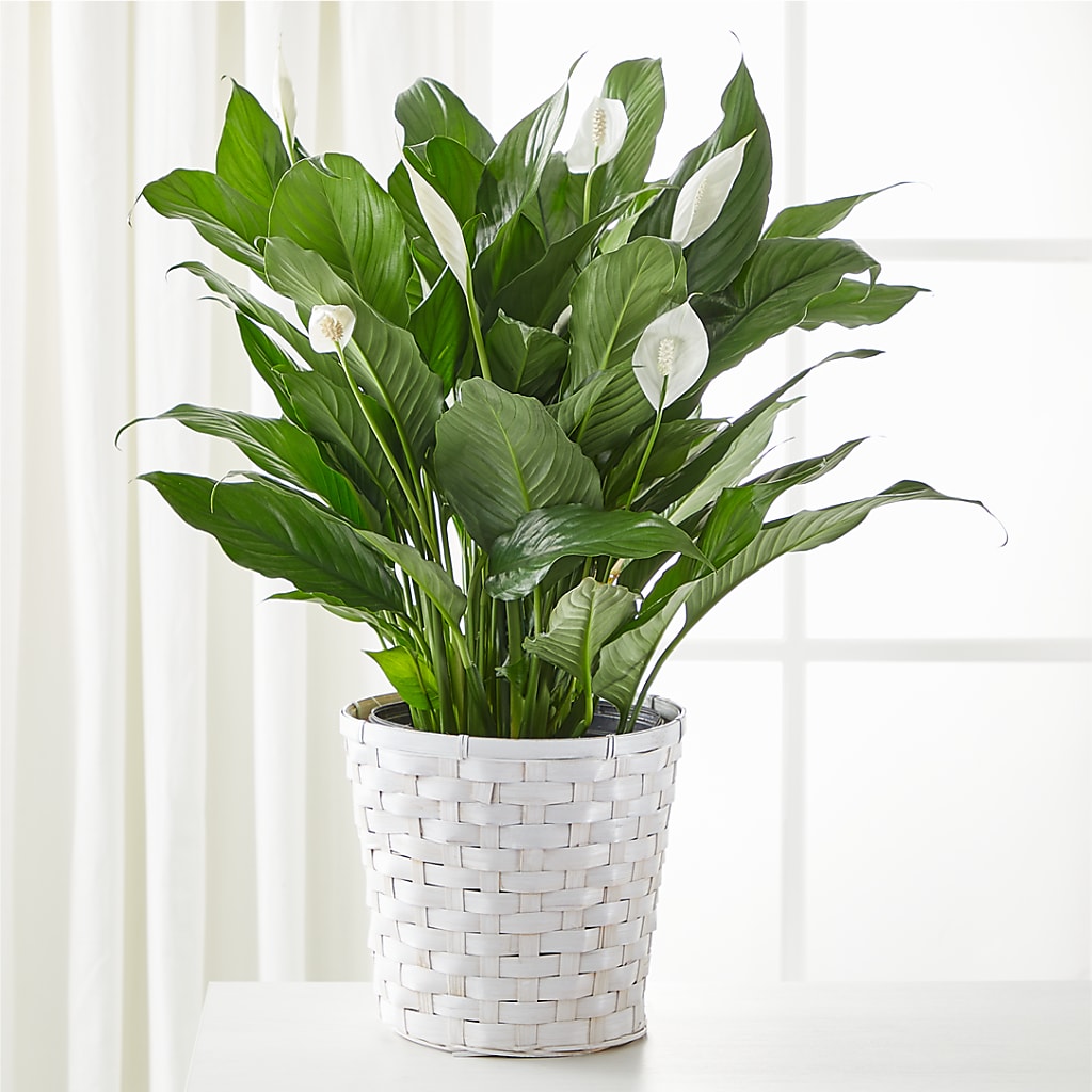 A New Leaf Peace Lily – Floral Creations, Mcadoo PA