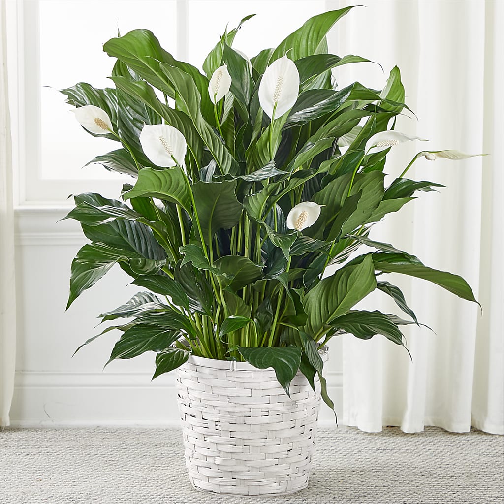 A New Leaf Peace Lily – Floral Creations, Mcadoo PA