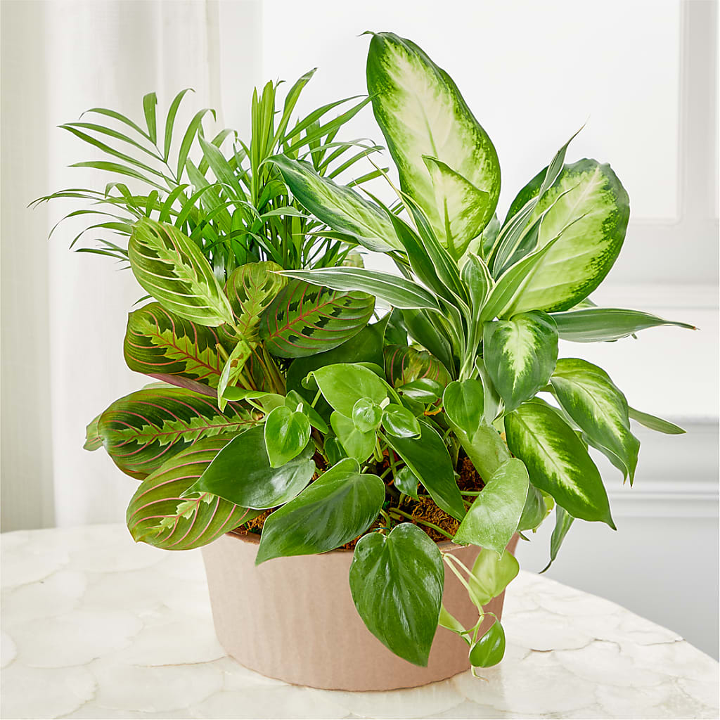 Balance & Harmony Dishgarden – Floral Creations, Mcadoo PA