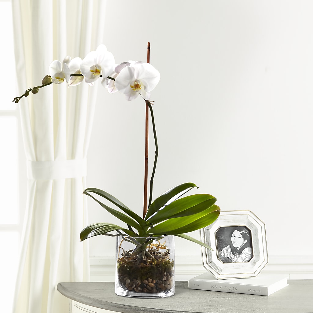 White Orchid Planter – Floral Creations, Mcadoo PA