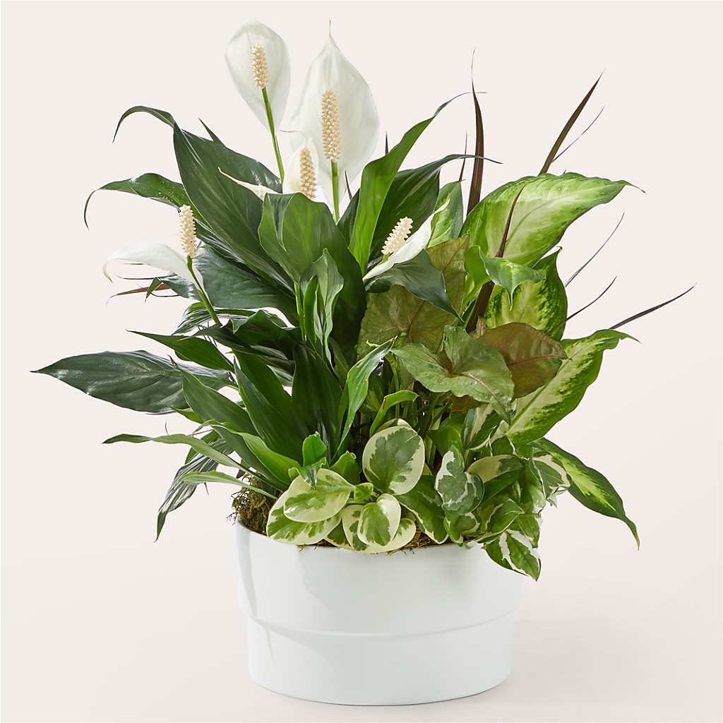 Radiating Positivity Dishgarden – Floral Creations, Mcadoo PA
