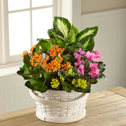 Color Crush Dishgarden –  Floral Creations, Mcadoo PA