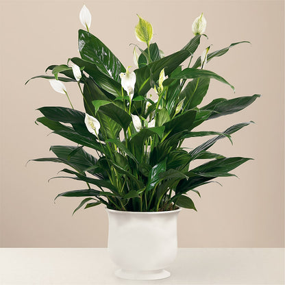 Comfort Planter –  Floral Creations, Mcadoo PA