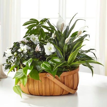 Serene Dishgarden –  Floral Creations, Mcadoo PA