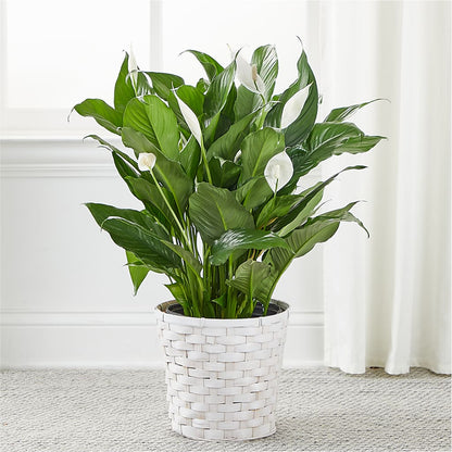 A New Leaf Peace Lily –  Floral Creations, Mcadoo PA