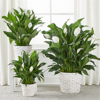 A New Leaf Peace Lily –  Floral Creations, Mcadoo PA