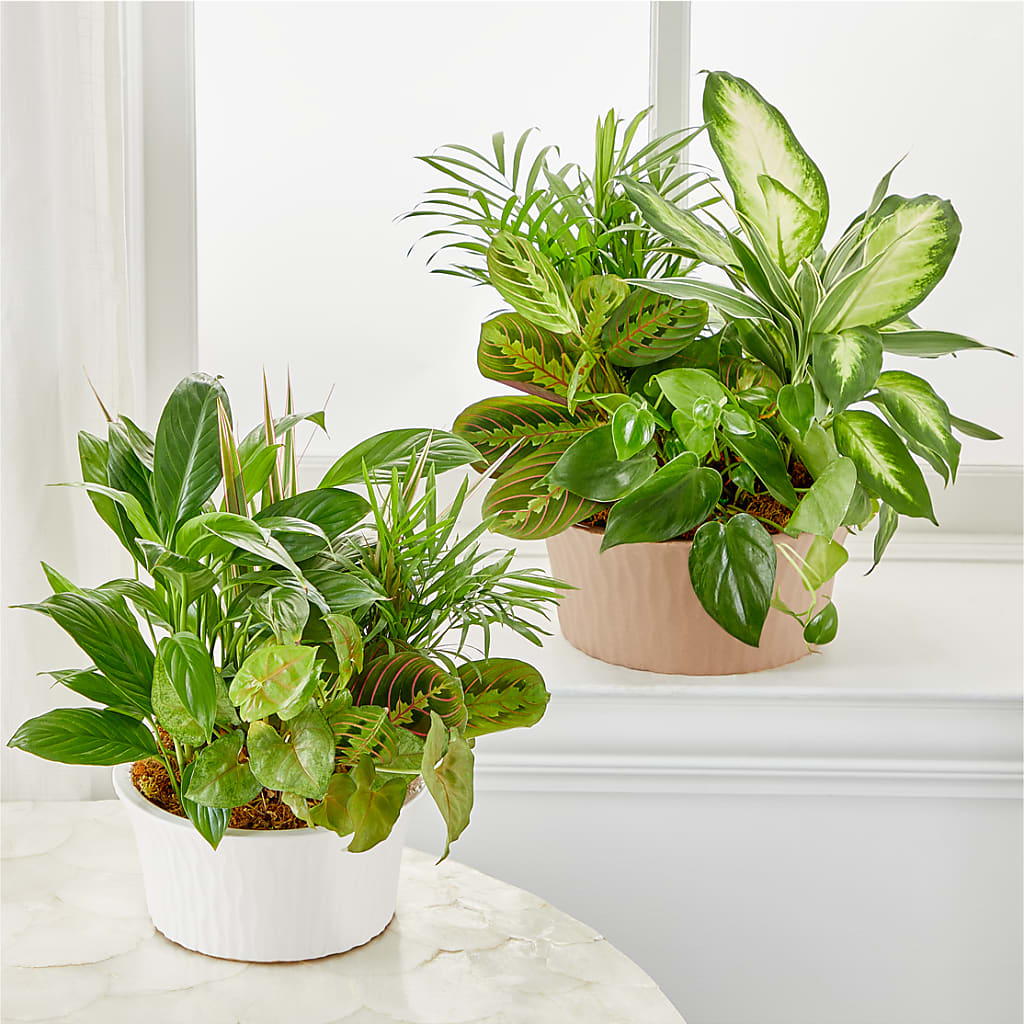 Balance & Harmony Dishgarden –  Floral Creations, Mcadoo PA