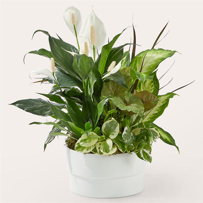 Radiating Positivity Dishgarden –  Floral Creations, Mcadoo PA